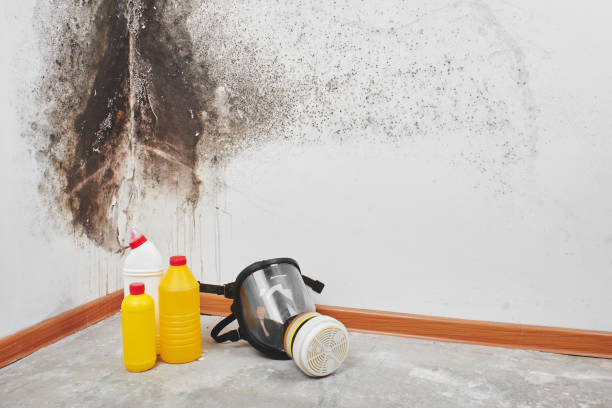 Crawl Space Mold Removal in Revere, MA