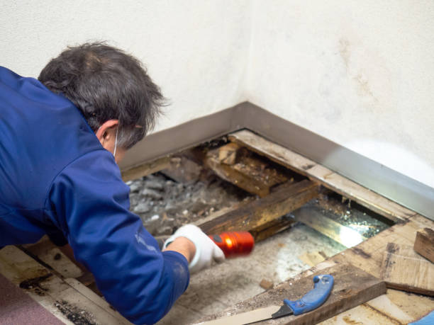 Best Mold Testing  in Revere, MA