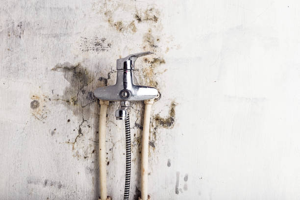 Best Mold Removal Company Near Me  in Revere, MA