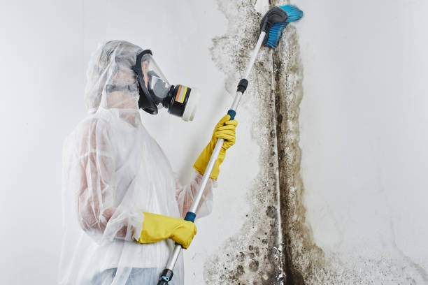 Best Black Mold Removal  in Revere, MA