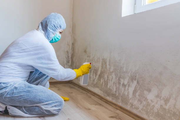 Best Residential Mold Removal  in Revere, MA