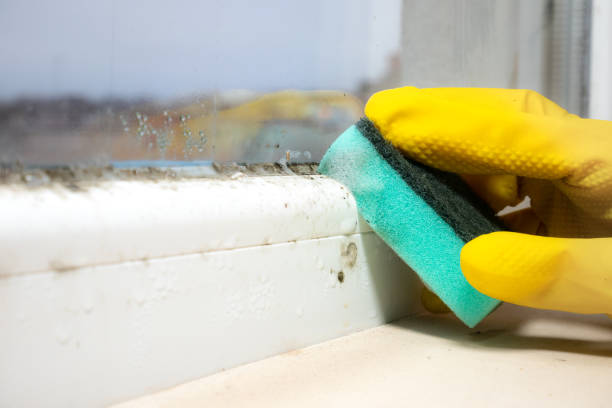 Best Mold Removal Near Me  in Revere, MA