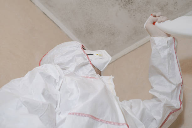 Best Emergency Mold Removal  in Revere, MA