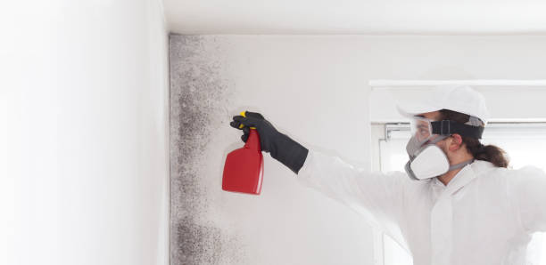 Best Affordable Mold Removal  in Revere, MA