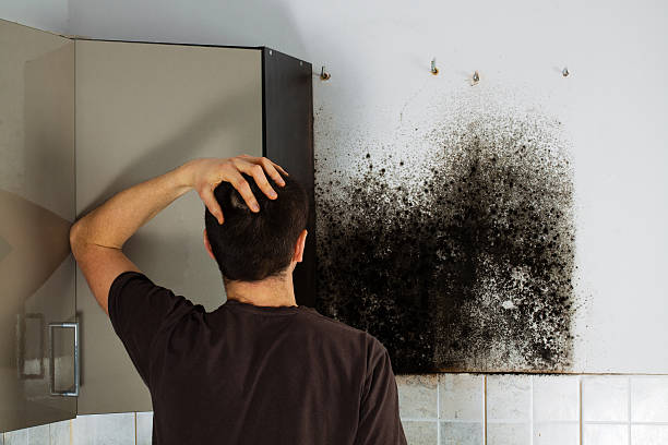Best Mold Cleaning Services  in Revere, MA
