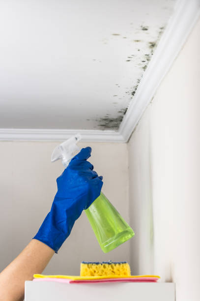 Best Certified Mold Removal  in Revere, MA